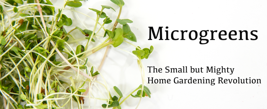 Microgreens: The Small But Mighty Home Gardening Revolution