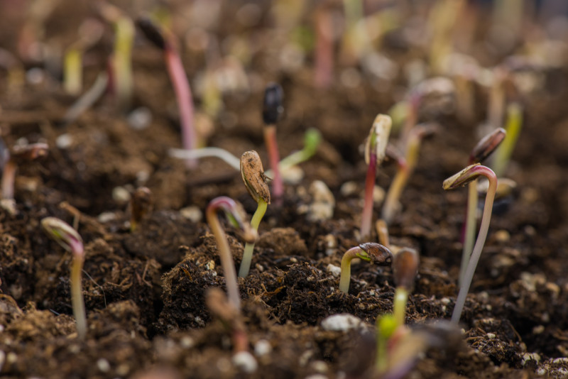 sunflower-sprouting